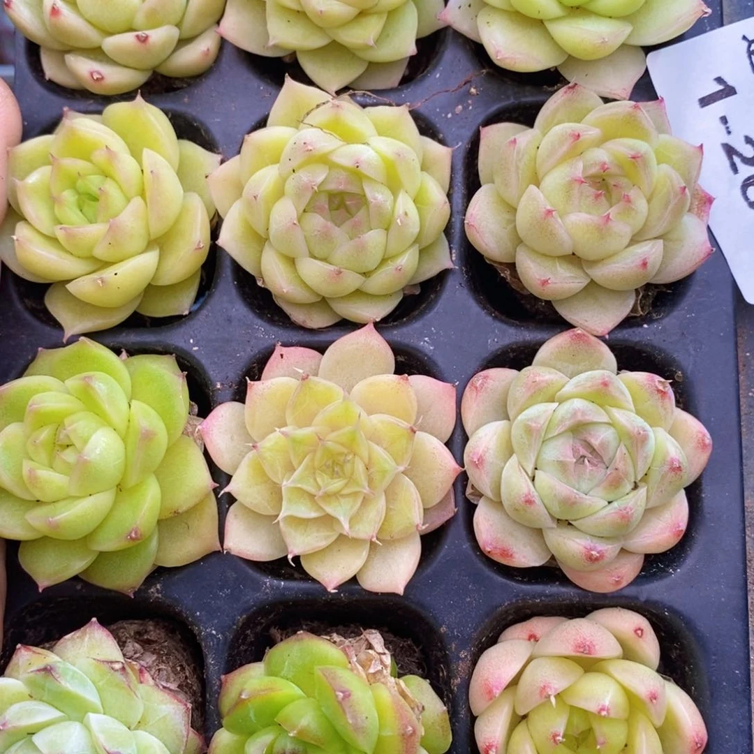 1-263 新疆西藏内蒙到付。一盒包邮 2-3公分