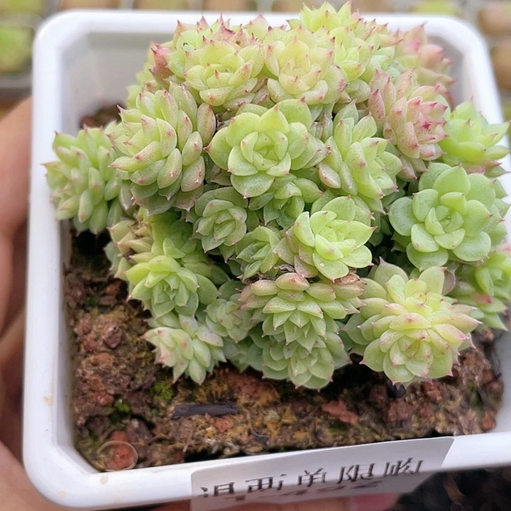 【闪购商品】1-492 除去新疆西藏内蒙一盒包邮