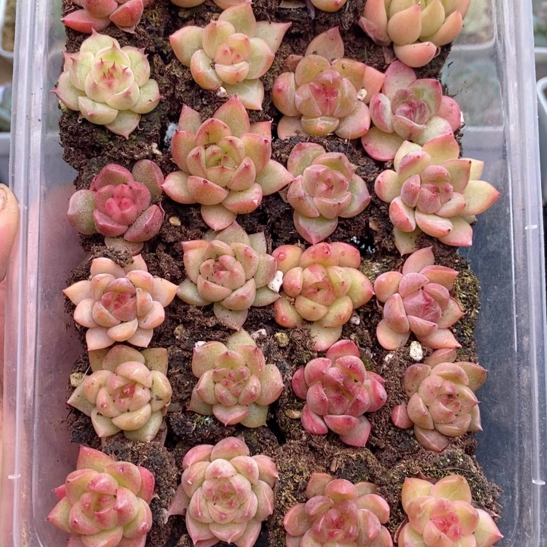 1-519 新疆西藏内蒙到付 一盒包邮 2-3公分