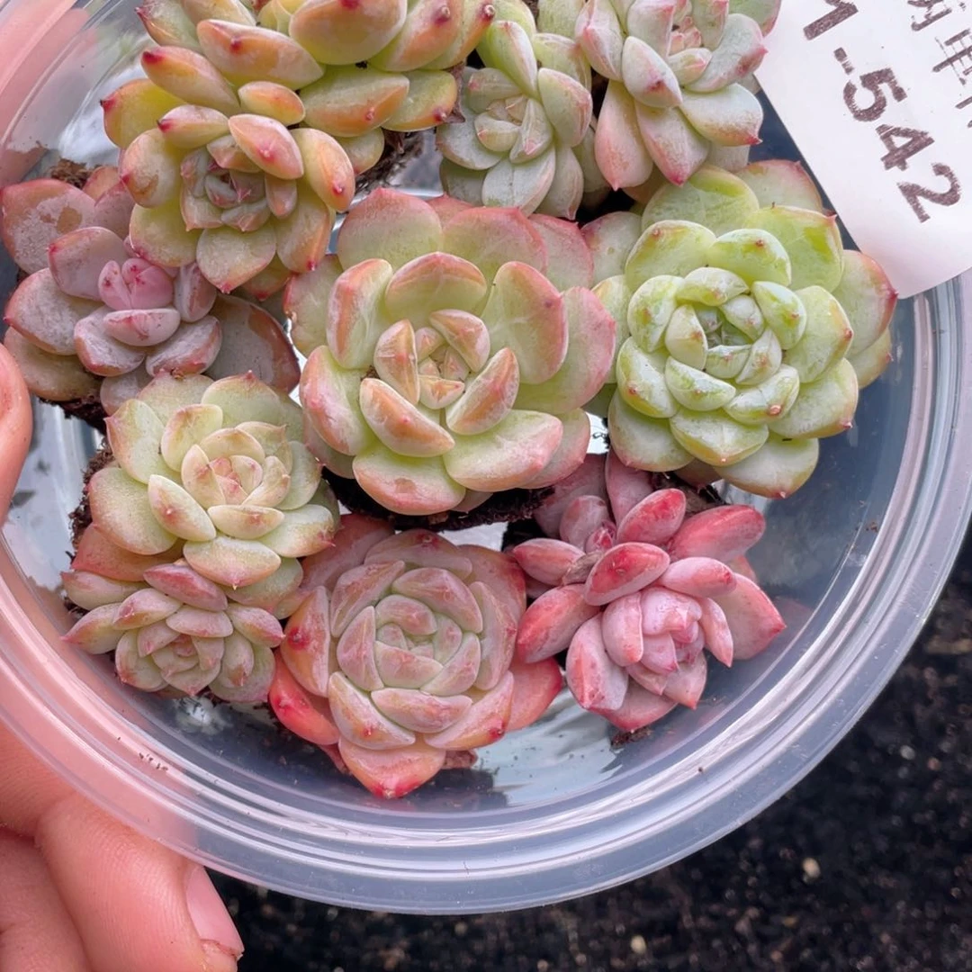 1-542 新疆西藏内蒙到付。一盒包邮 2-3公分