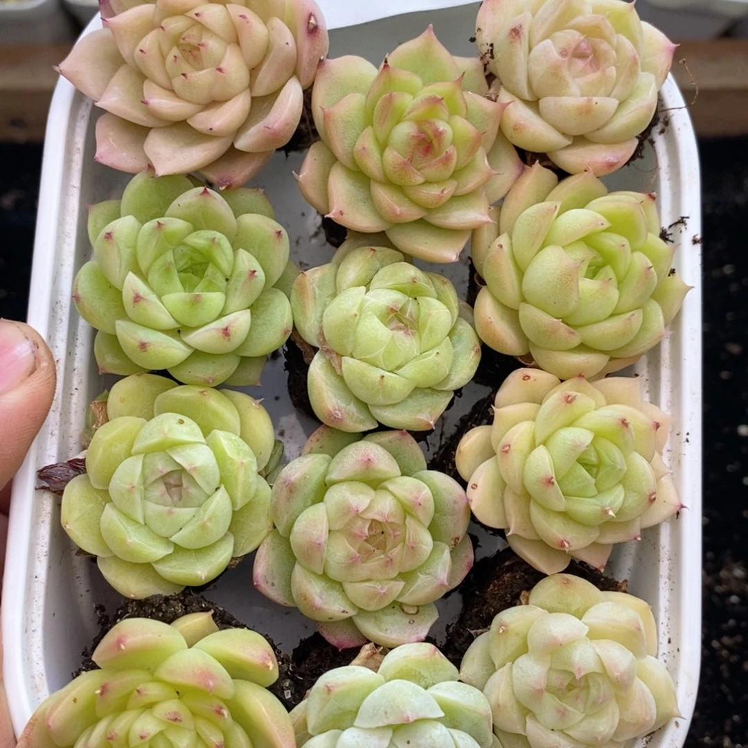 1-360 新疆西藏内蒙到付。一盒包邮 2-3公分