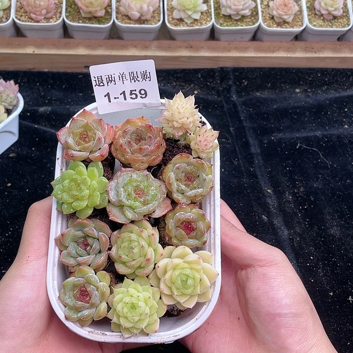 【闪购商品】1-159 除去新疆西藏内蒙古一盒包邮