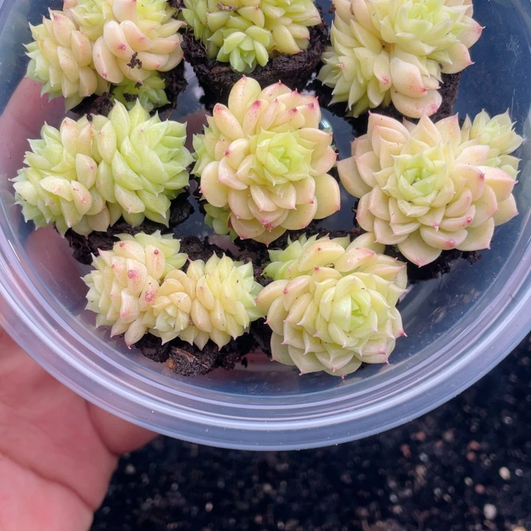 1-474 新疆西藏内蒙到付其他一盒包邮2-3公分