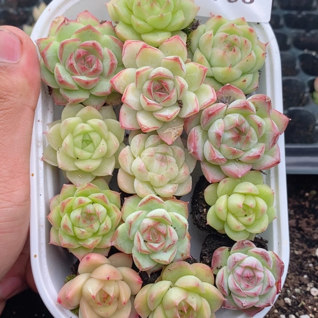 1-798 新疆西藏内蒙到付 一盒包邮 2-3公分