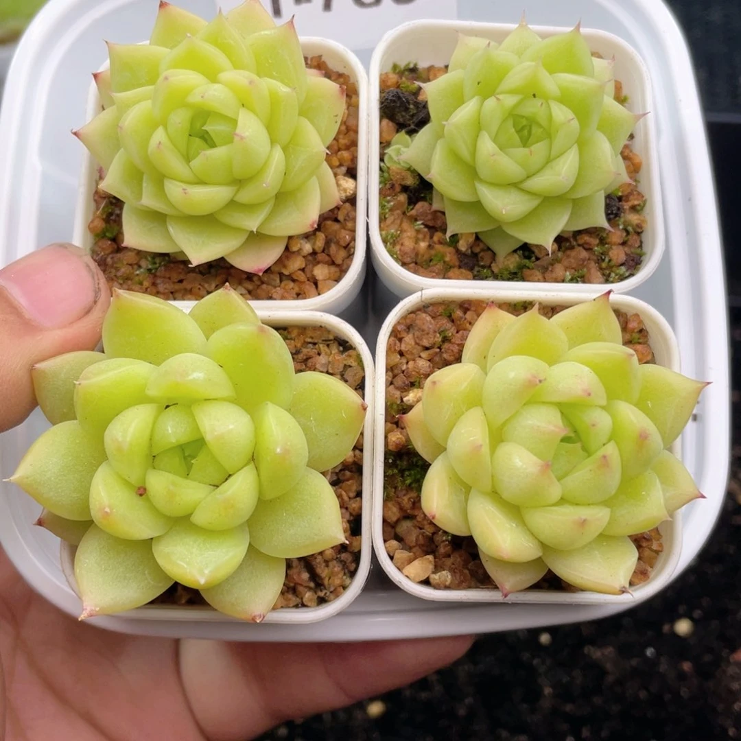 1-785 新疆西藏内蒙到付 一盒包邮2-3公分