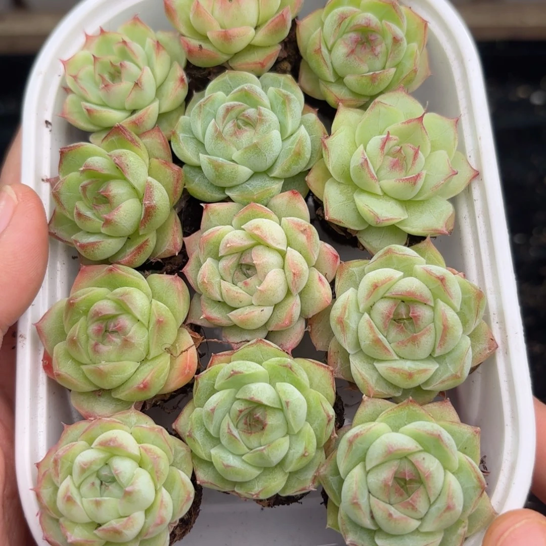 014 新疆西藏内蒙默认到付 其他一单包邮 多肉