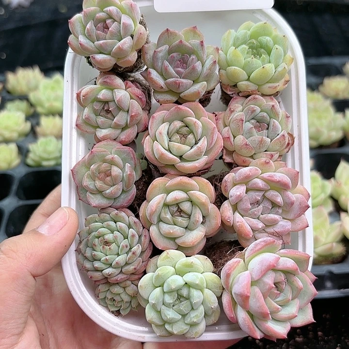 382除新疆西藏内蒙1盒包邮 尺寸2到3厘米