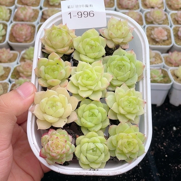 【闪购商品】1-996 除去新疆西藏内蒙一盒包邮