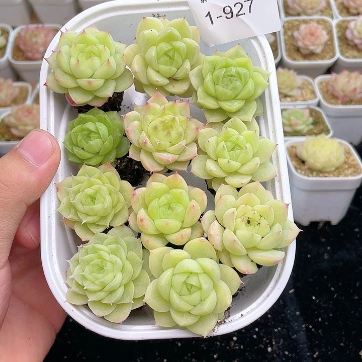 【闪购商品】1-927 除去新疆西藏内蒙一盒包邮