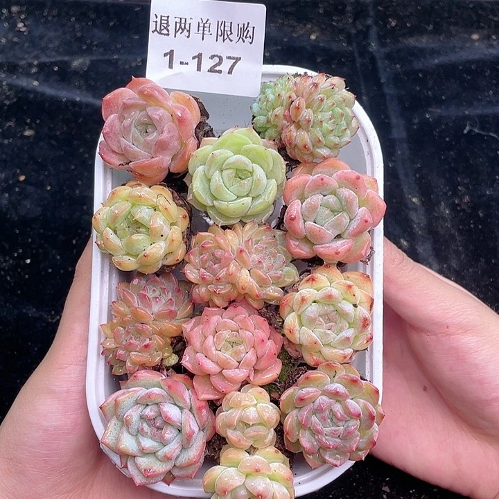 【闪购商品】1-127 除去新疆西藏内蒙古一盒包邮