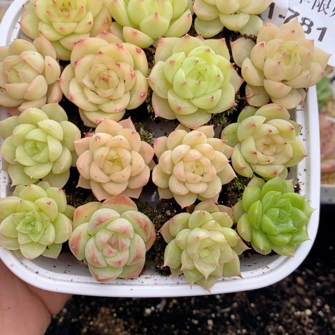 1-781 新疆西藏内蒙到付 一盒包邮 2-3公分