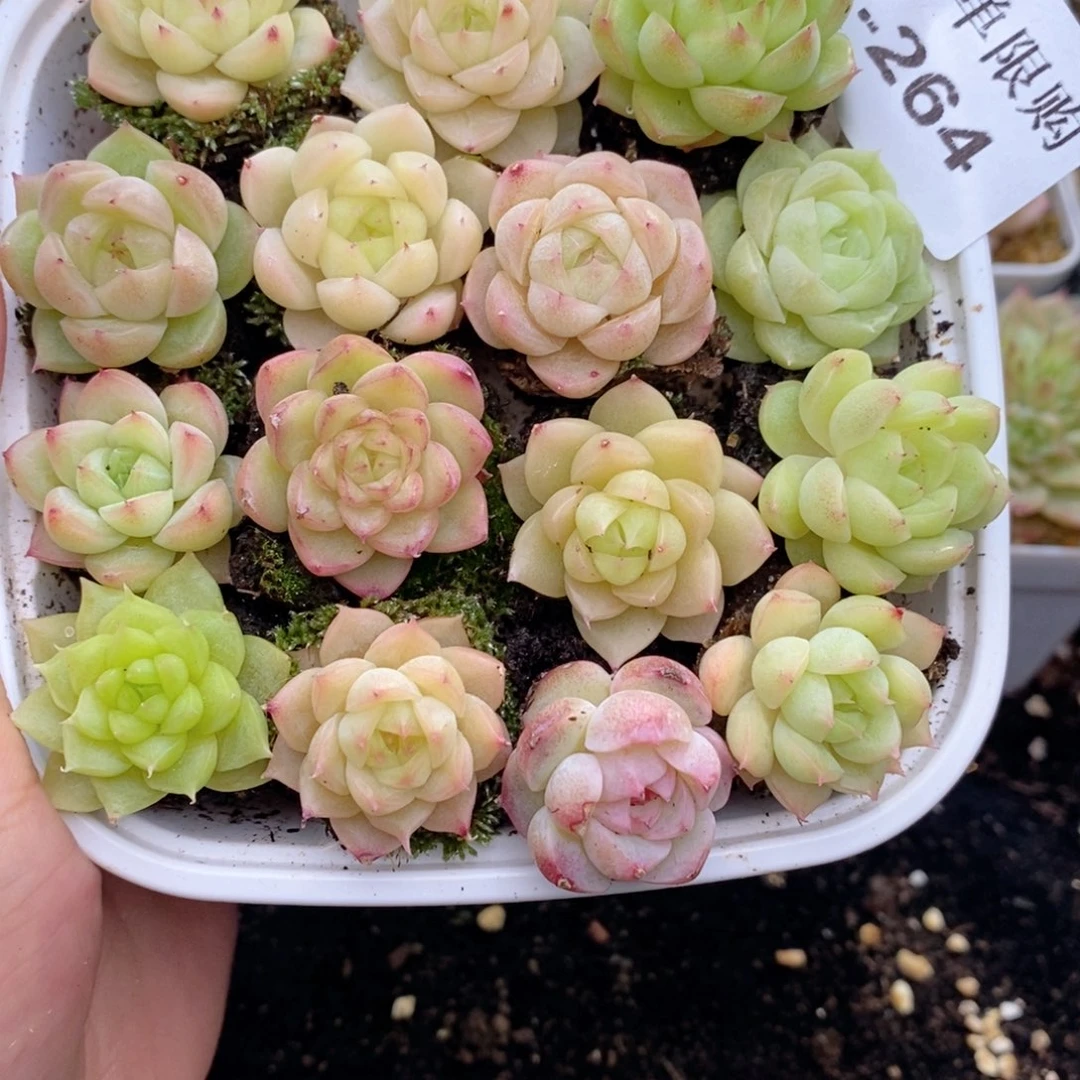 1-264 新疆西藏内蒙到付 一盒包邮 2-3公分