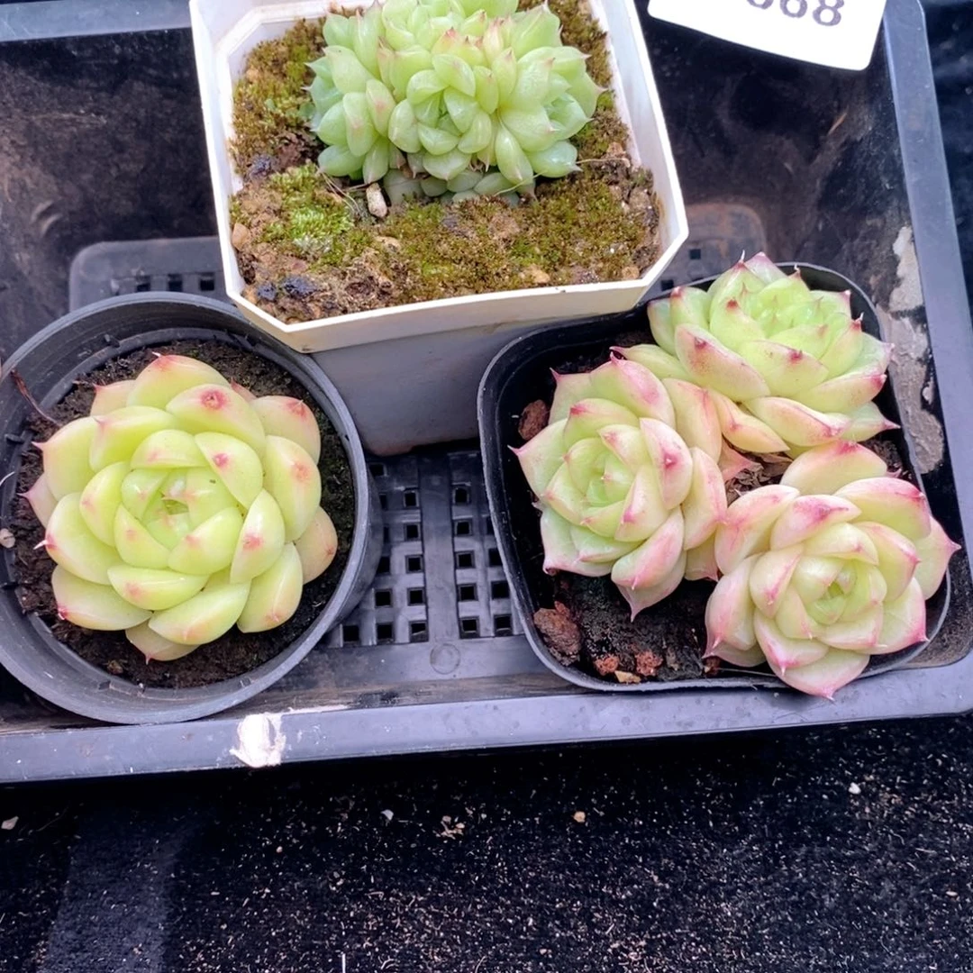 1-868 新疆西藏内蒙到付 其他一盒包邮 2-3公分