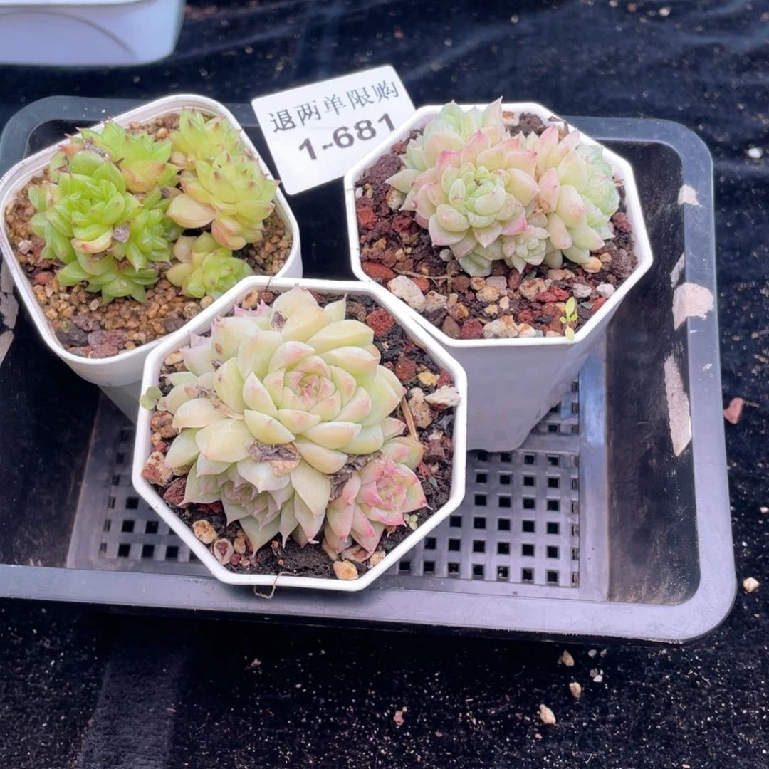 1-681 新疆西藏内蒙到付 一盒包邮2-3公分