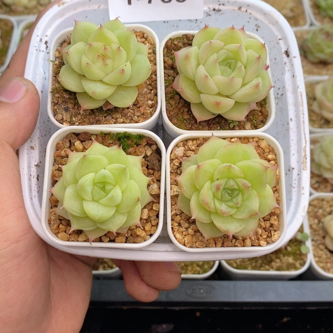 1-766 新疆西藏内蒙到付 一盒包邮 2-3公分