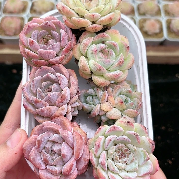 419 除新疆西藏内蒙一盒包邮 尺寸2到3厘米