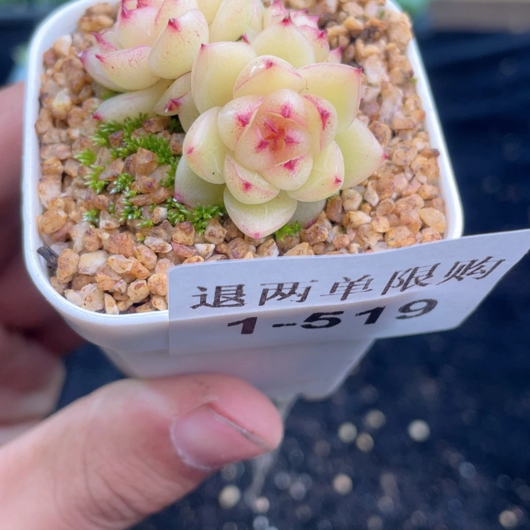 1-519 新疆西藏内蒙到付 一盒包邮 2-3公分