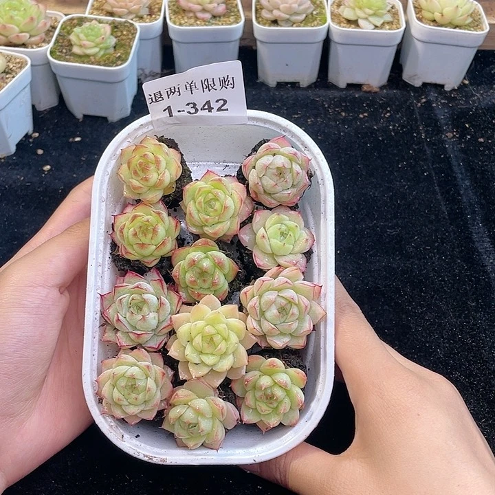 【闪购商品】1-342 除去新疆西藏内蒙古一盒包邮