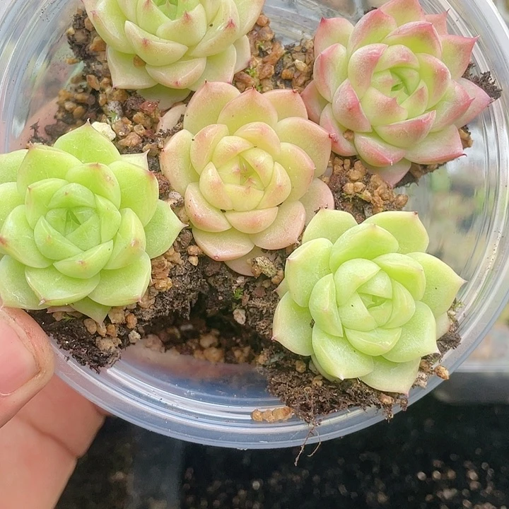 1-407 除去新疆西藏内蒙一盒包邮