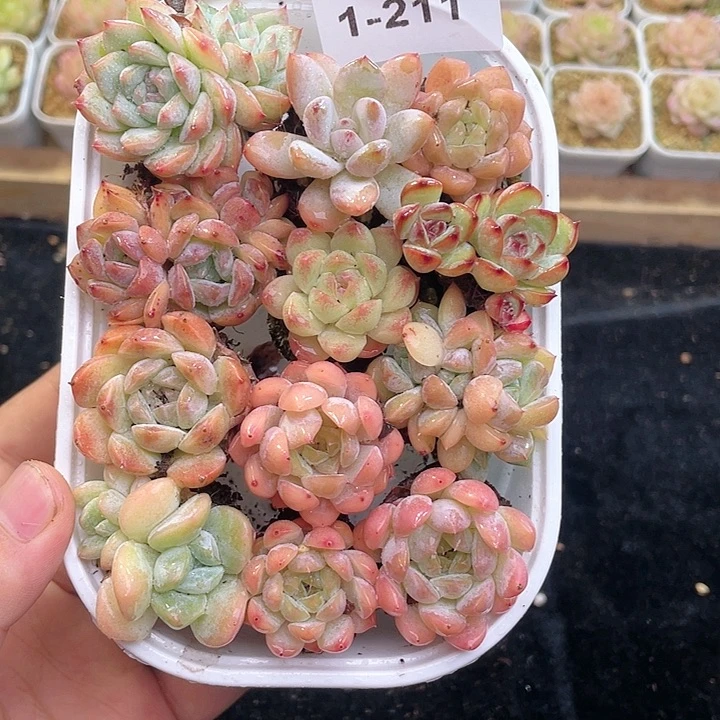 【闪购商品】1-211 新疆西藏内蒙一盒包邮