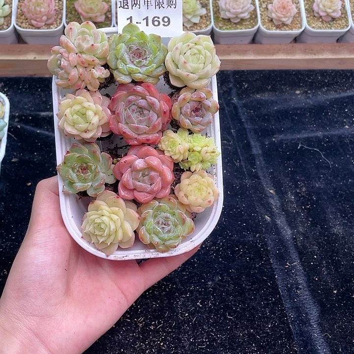 【闪购商品】1-169 除去新疆西藏内蒙古一盒包邮