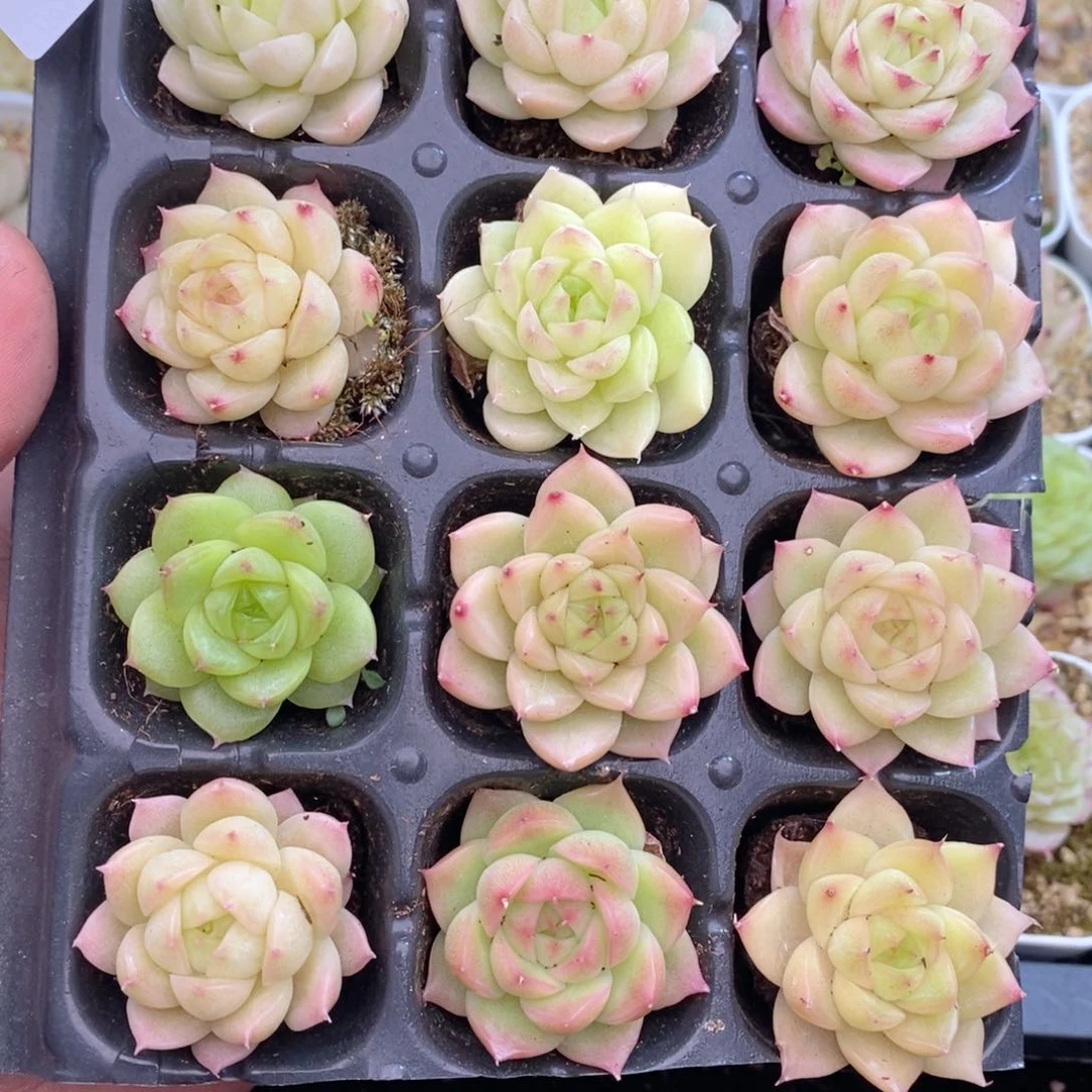 1-832 新疆西藏内蒙到付 一盒包邮 2-3公分