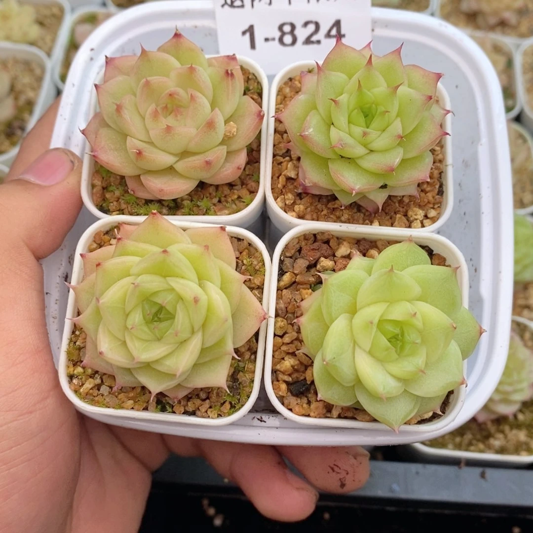 1-824 新疆西藏内蒙到付 一盒包邮 2-3公分