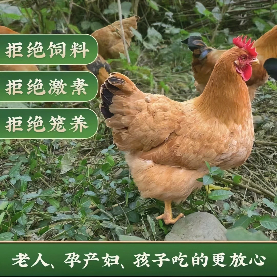 正宗活动散养土鸡顺丰包邮农家现杀品质健康