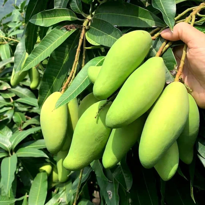 （圆通）海南新鲜发货大小食用象牙芒美味酸脆生芒果坏果售后