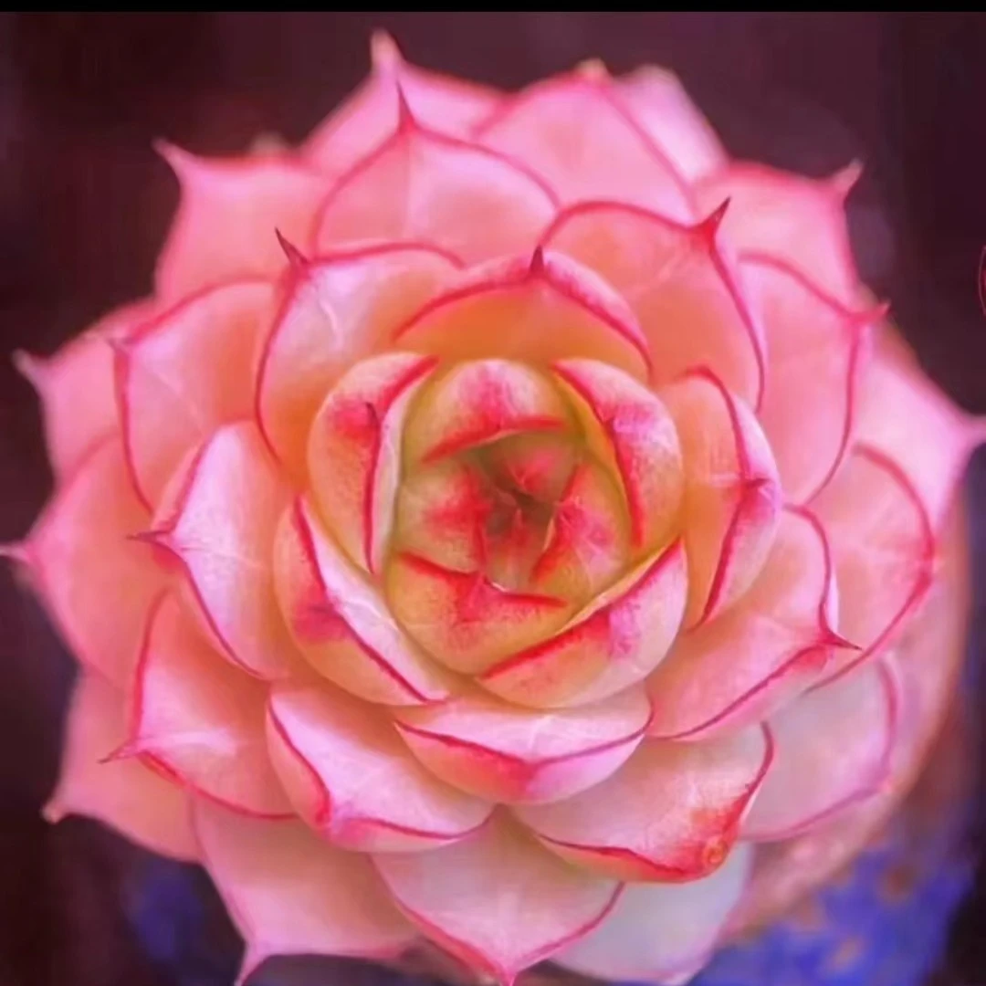 一土花园精品多肉植物链接1