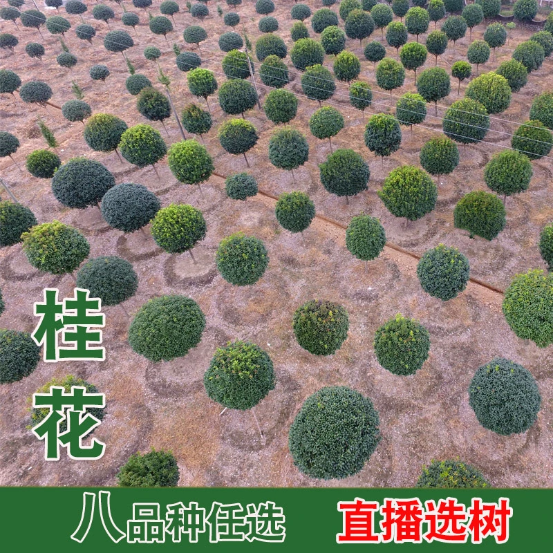 四季桂花树直播大小树苗天香台阁日香佛顶珠黄金球桂红丹地栽庭院