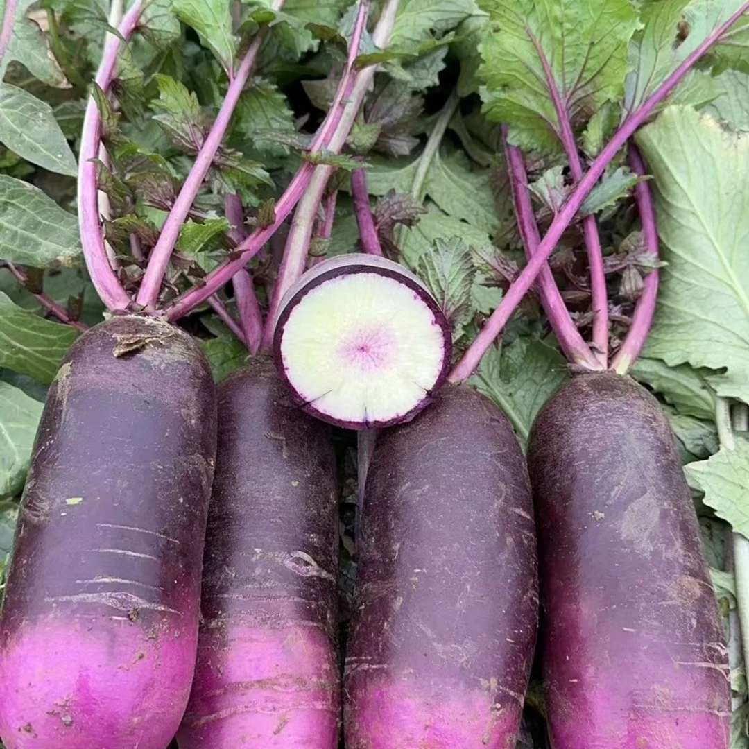 纯甜金蜜冰激凌水果萝卜3/5斤装，现拔现发，自家农产种植，JD或顺丰包邮