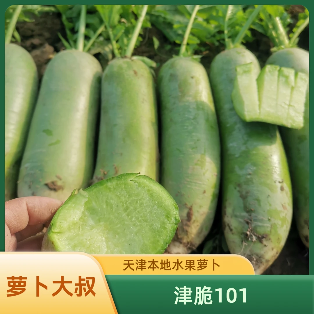 （津脆101）天津沙地水果萝卜，现拔现发，JD或顺丰包邮新鲜