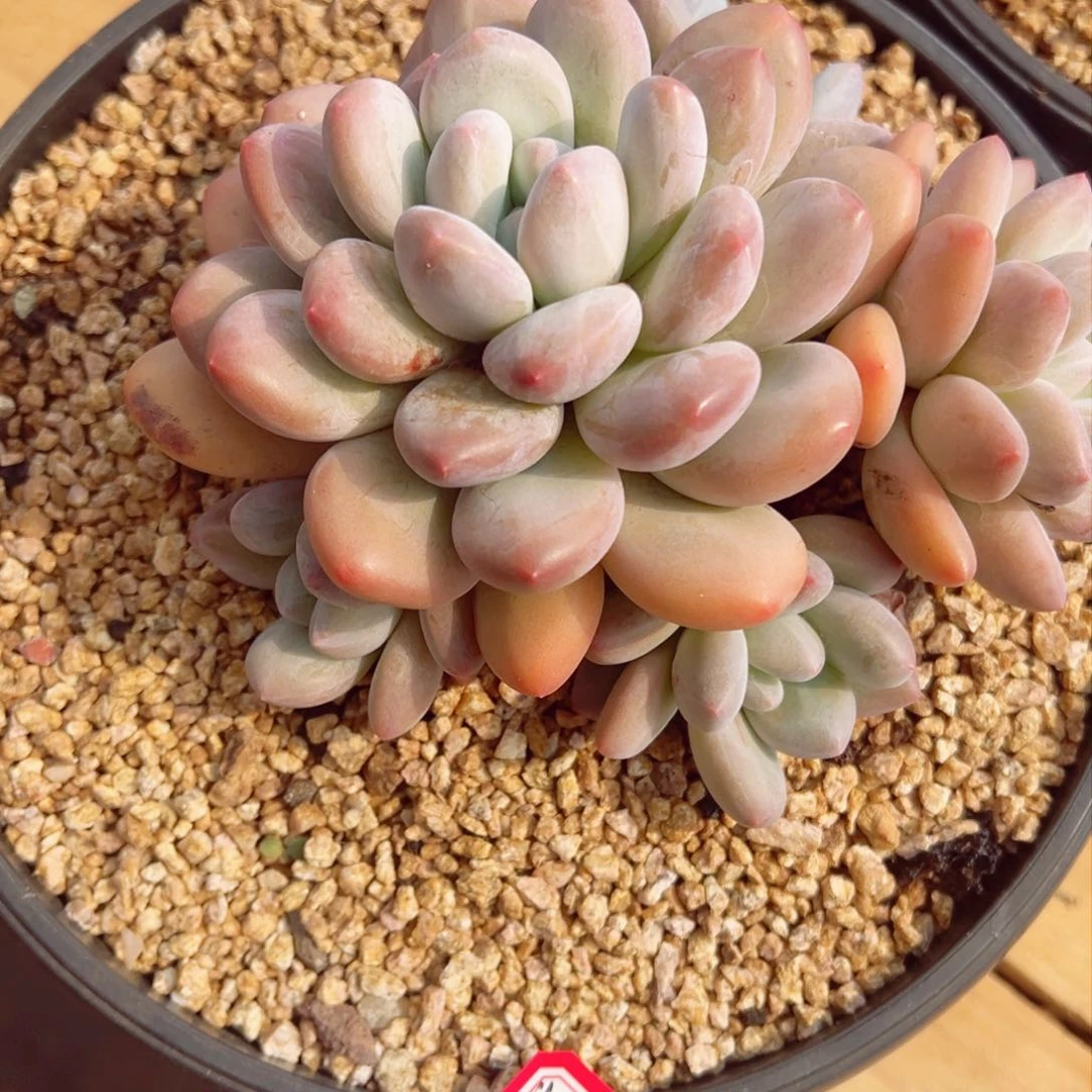拾樂花卉小群香水