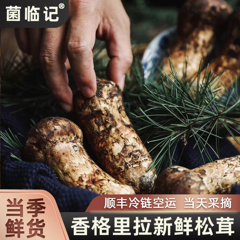 菌临记【现货直发】云南香格里拉新鲜松茸250g-500g出口级不开伞