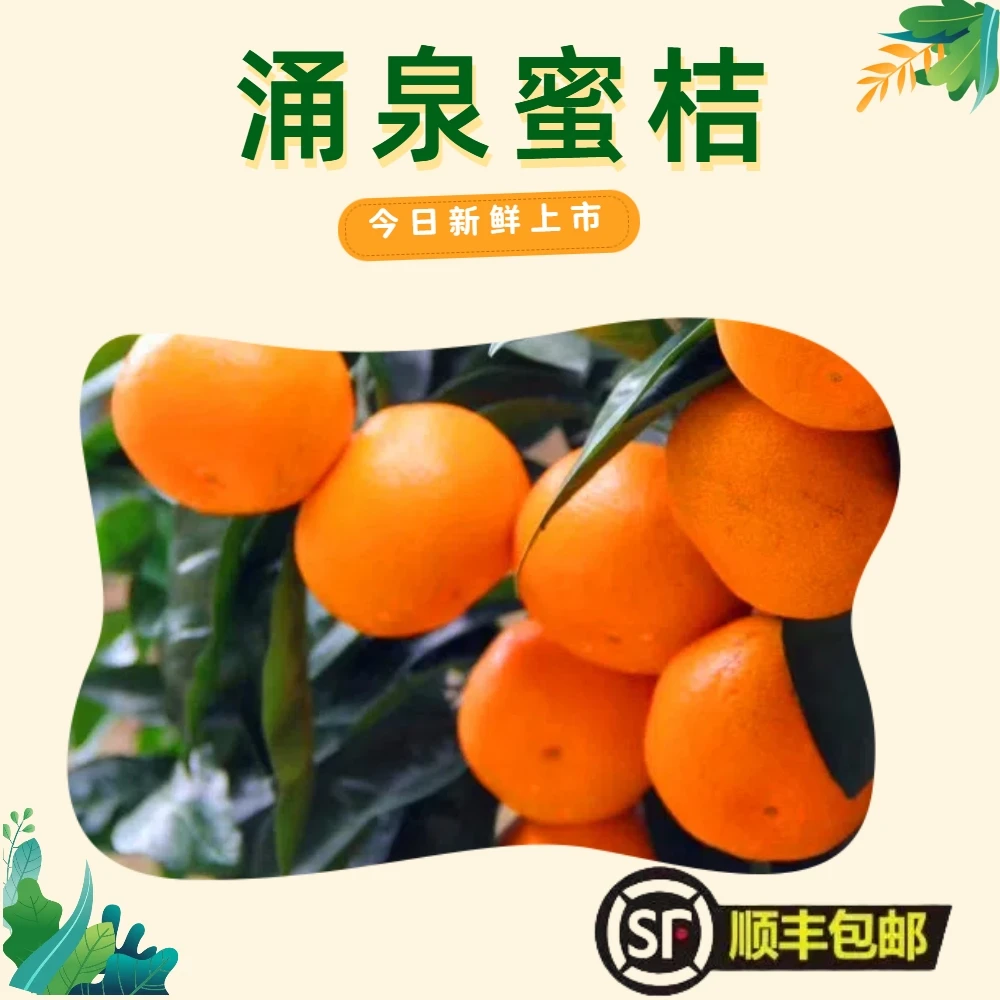 涌泉岩林蜜桔宫川5斤大果优质新鲜精品基地直发