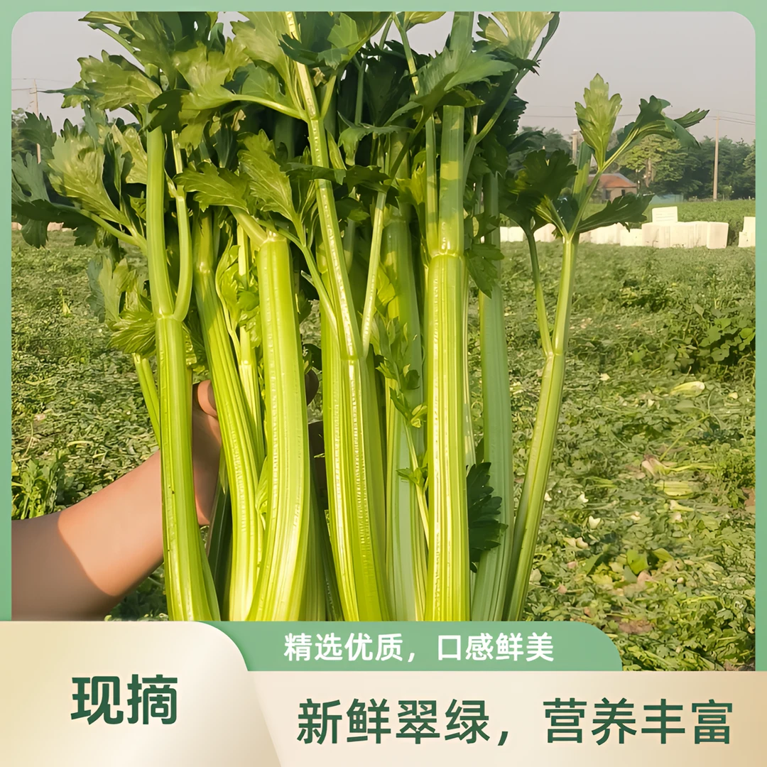 【专属】新鲜现挖现发西芹自种大西芹榨汁时令蔬菜农家西芹脆嫩