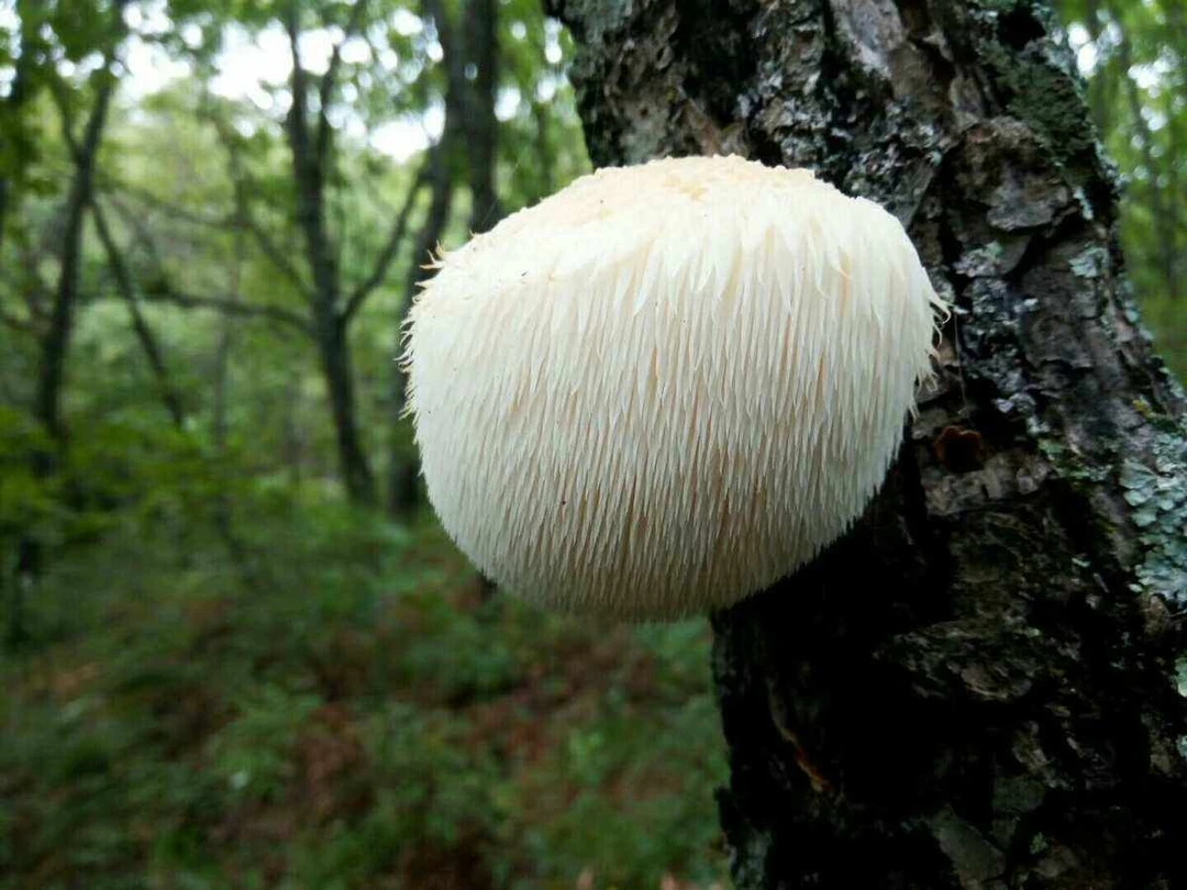 山猴头菇半斤包邮