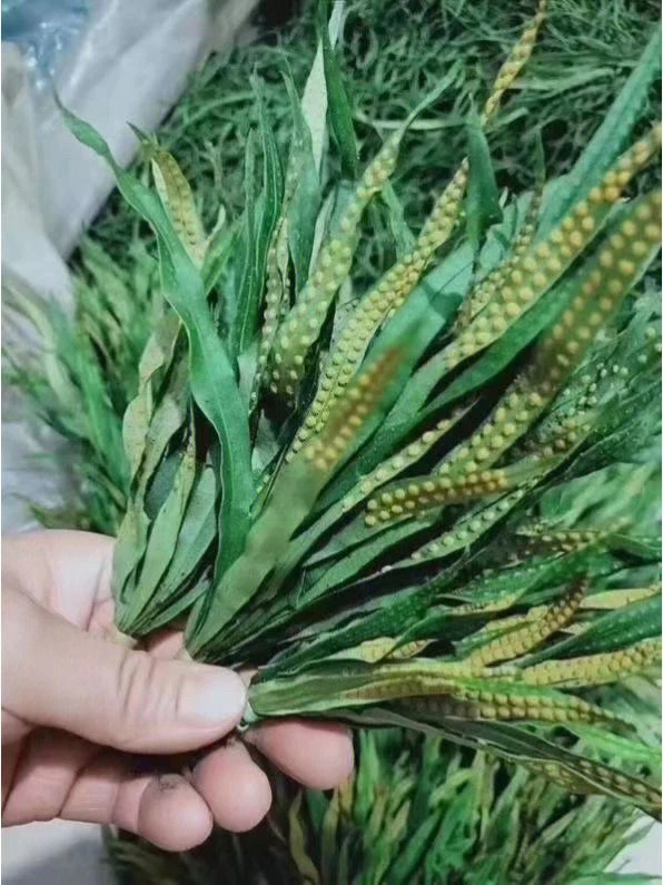 石草三袋150克（包邮）