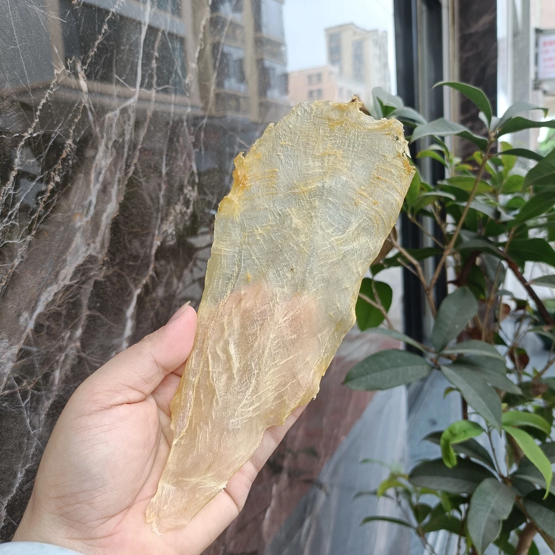 本港白花胶开片37头规格深海干货高品质花胶直播间称重