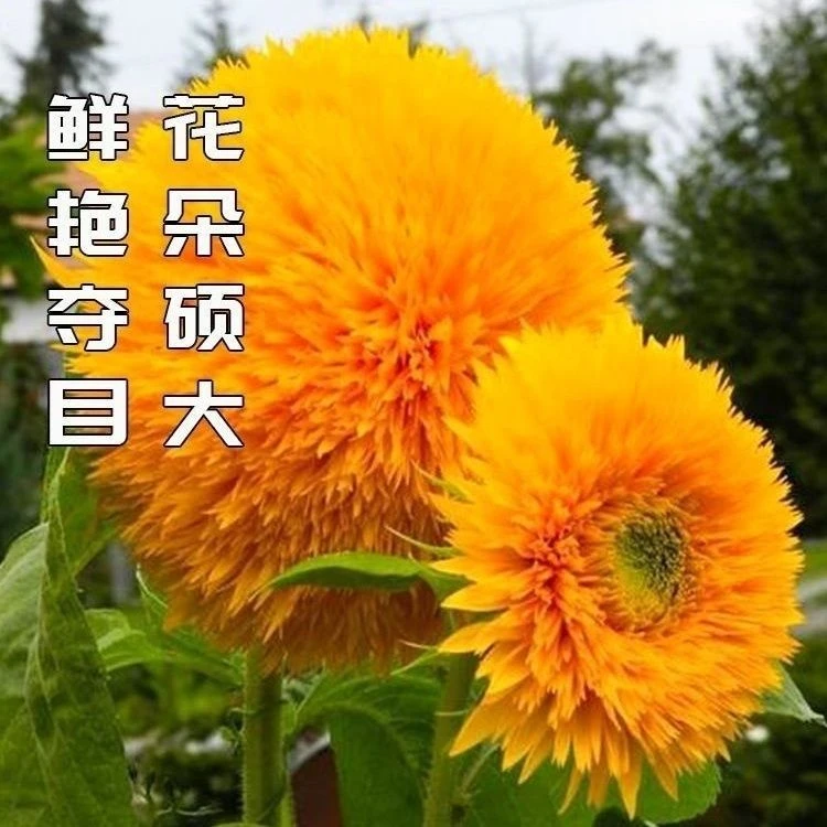 重瓣矮脚向日葵种子观赏小型玩具熊向日葵耐旱耐热盆栽庭院花卉
