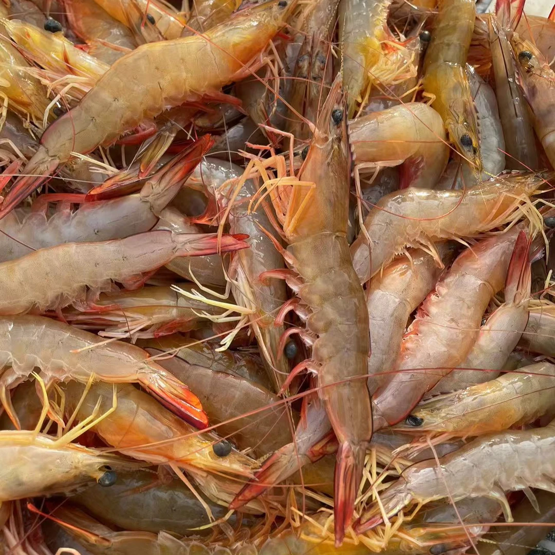北海纯野生大明虾 白虾 白刺虾3斤 5斤 顺丰包邮