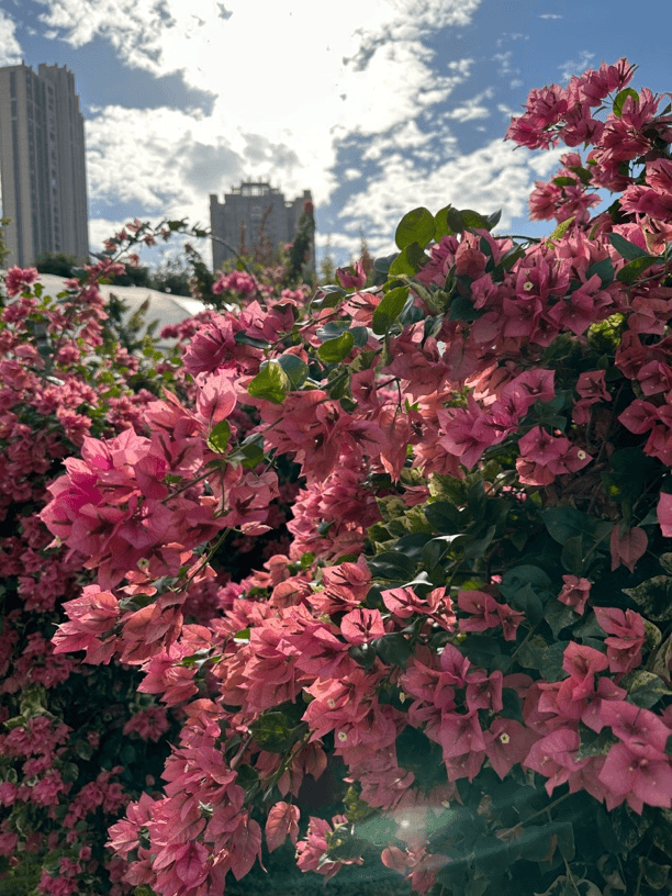 三角梅一物一拍截图拍