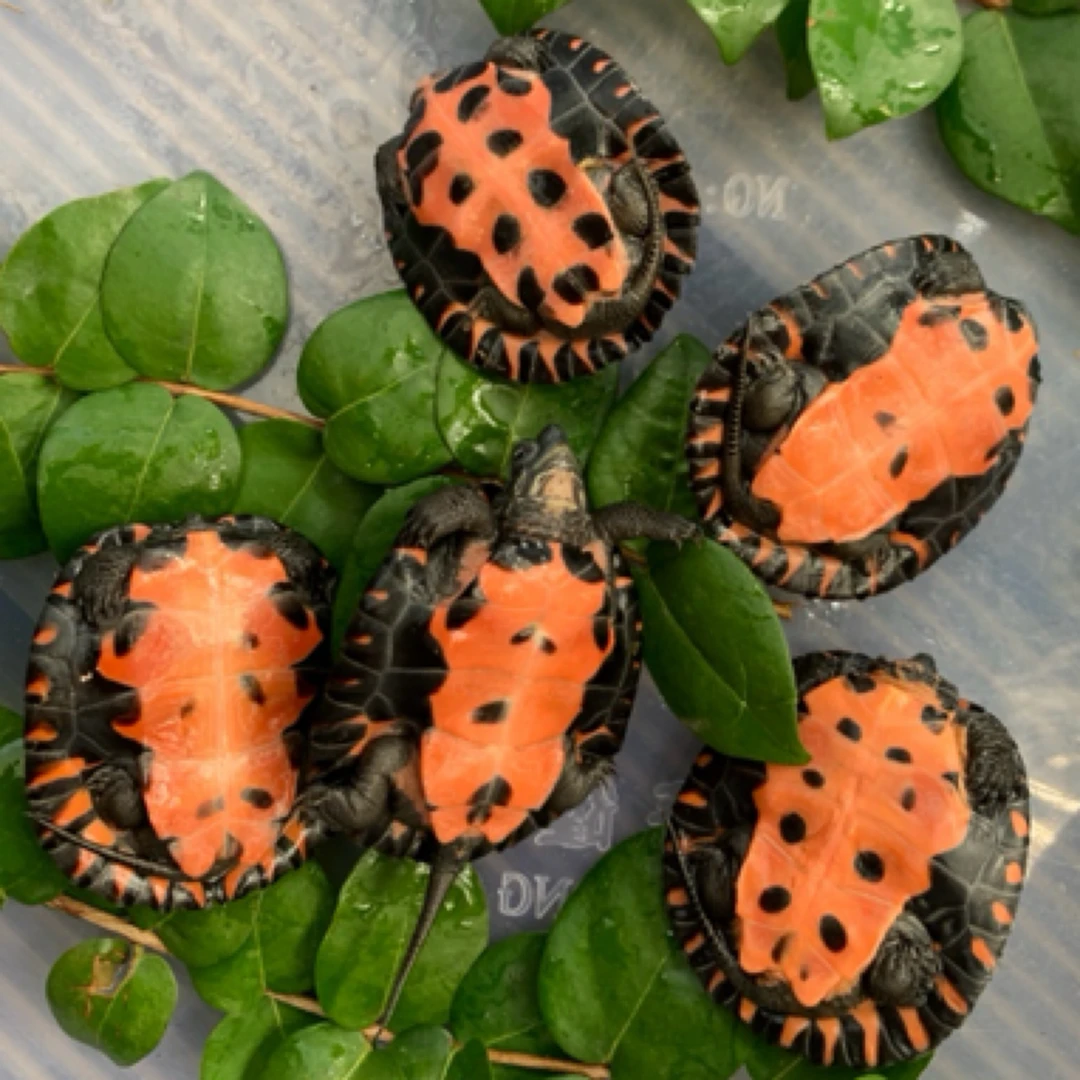 黑颈龟宠物龟苗子广西韶关种直播选龟[水月轩黑颈龟养殖基地]