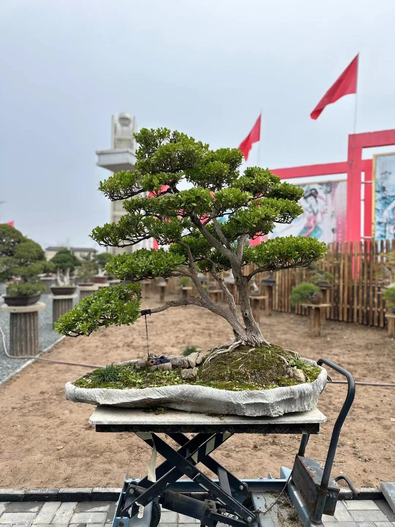 小北盆栽 - 黄杨