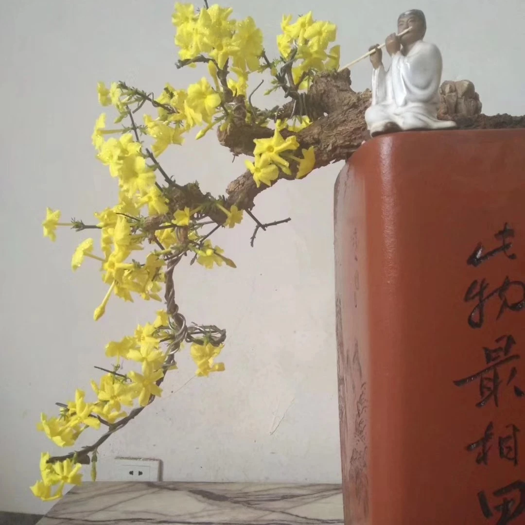 九寨爆皮迎春花  甘肃小叶迎春花