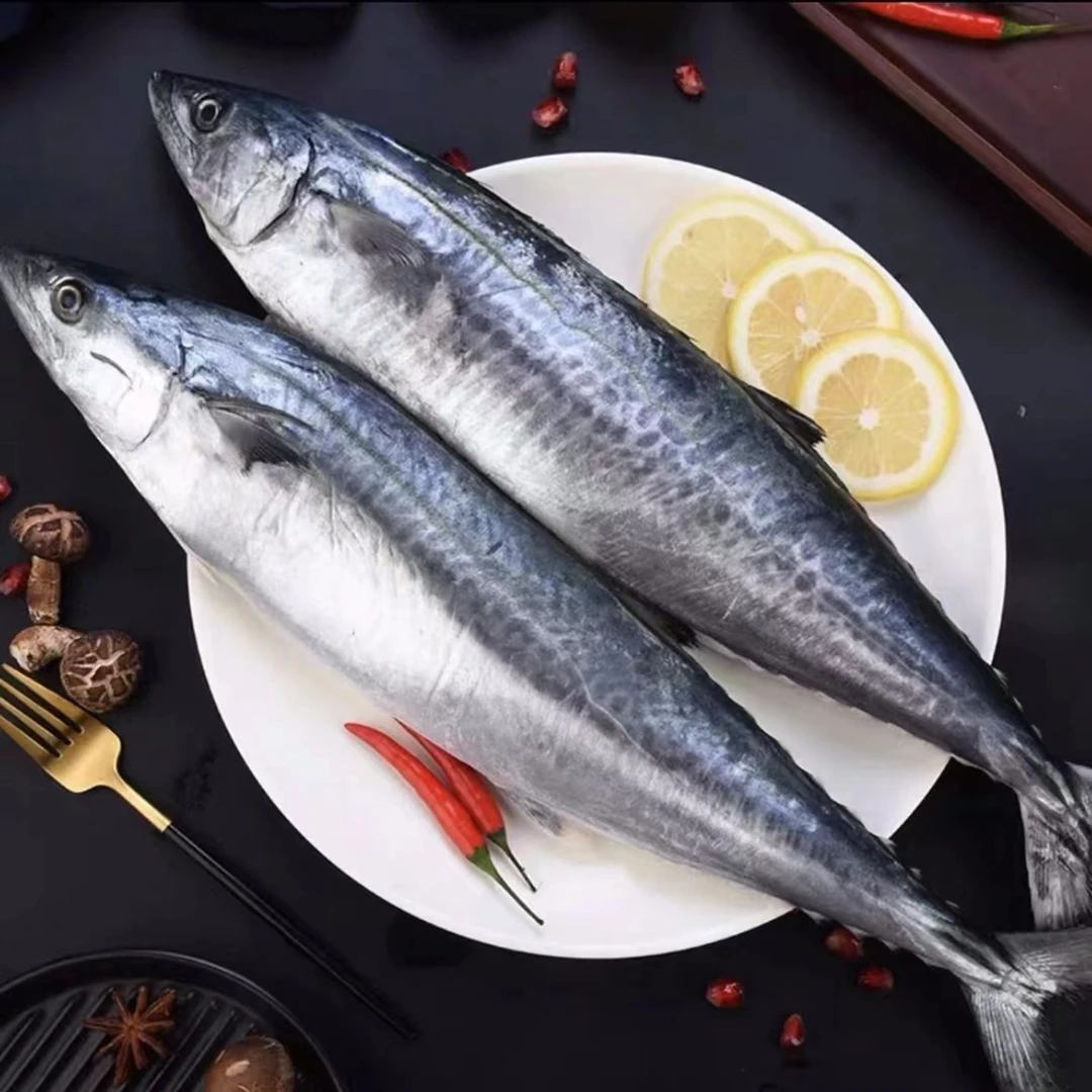 连云港新鲜马鲛鱼 鲅鱼 每条0.8到1.5斤 顺丰包邮