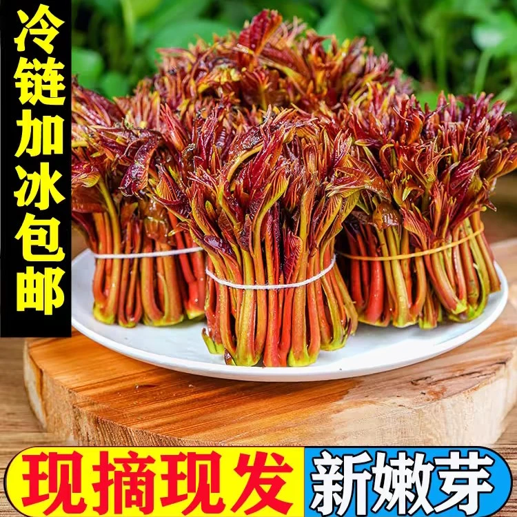 红油香椿芽新鲜四川重庆头茬红油香椿春天当季蔬菜非咸菜现摘现发