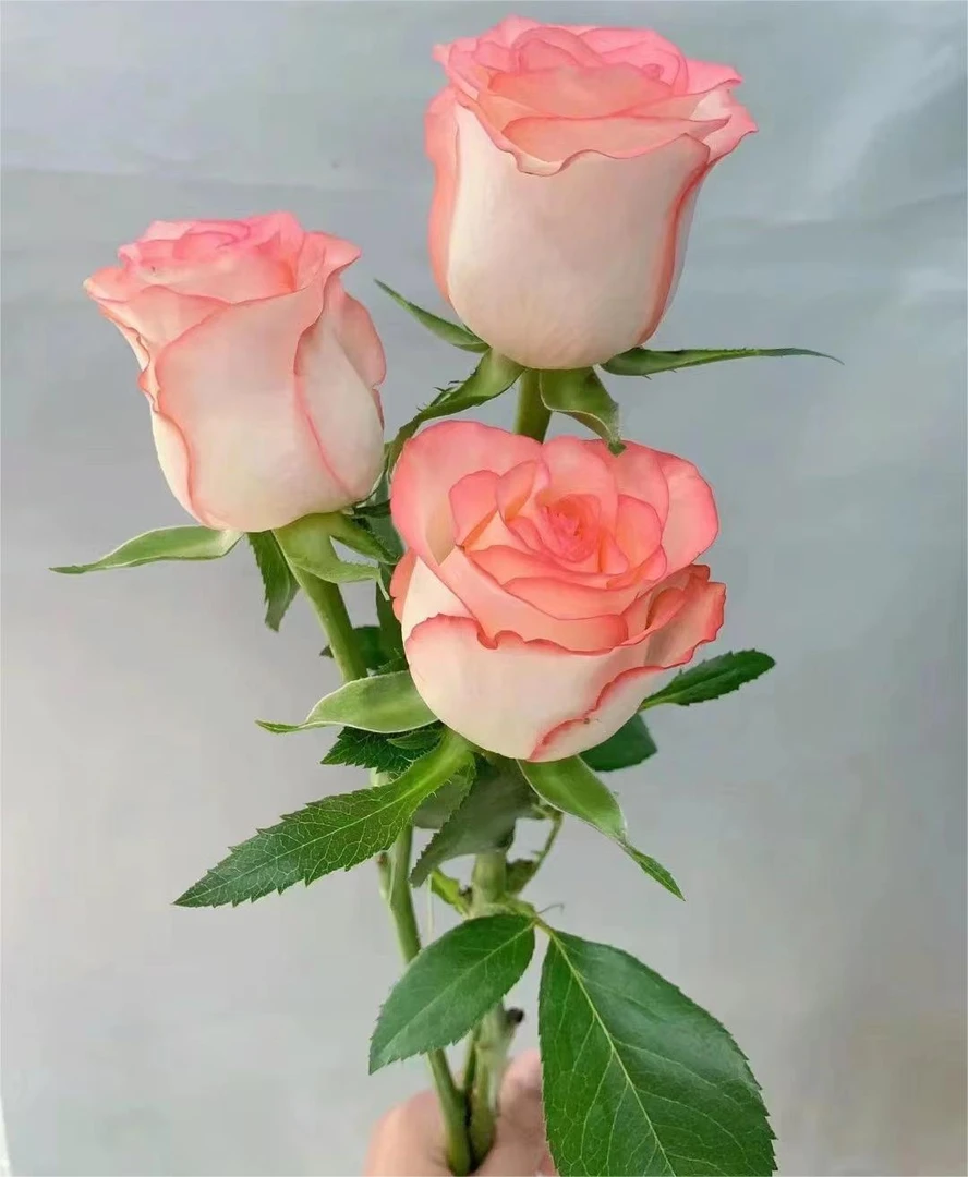 艾莎 精品鲜切花20枝/扎  3扎共享一个运费