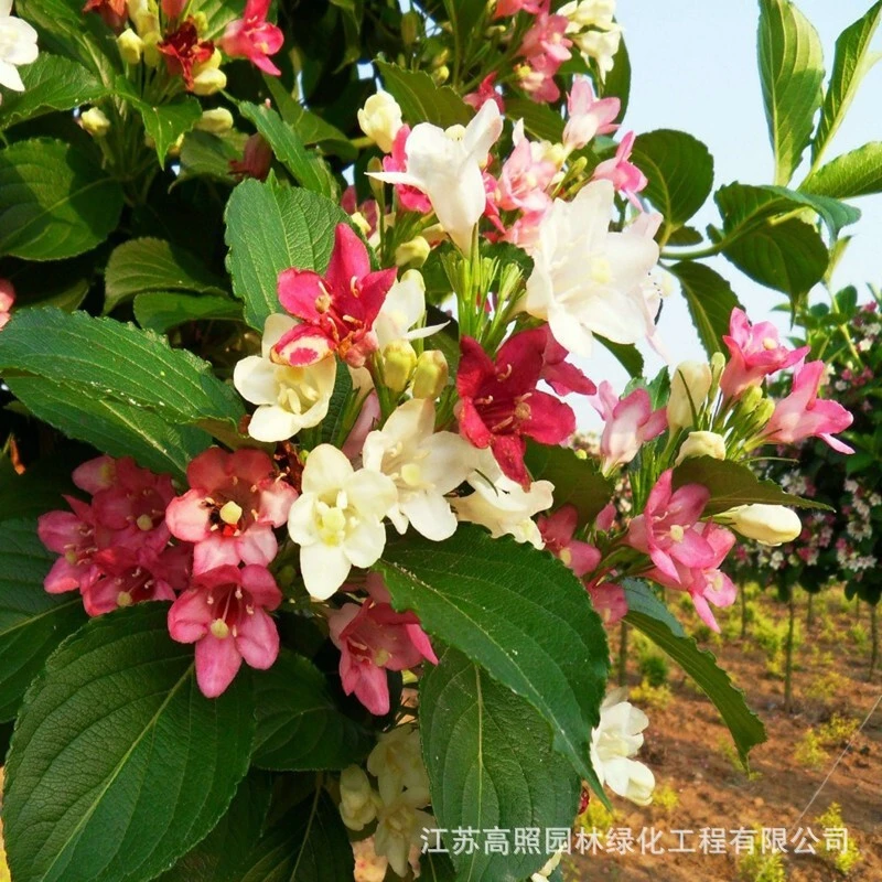五彩锦带花树苗庭院绿化树种花叶锦带耐寒耐旱植物树状锦带花